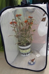 Hort Couture's mini butterfly habitat