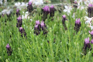 Lavandula stoechas 'Bandera Purple' (Kieft Seed)