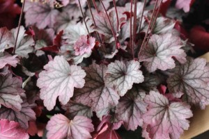 Heuchera 'Carnival Rose Granita' (Darwin Plants)
