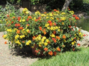 Kwik Kombos I like it HOT, Summer’s Promise and Summer to Remember (Syngenta Flowers) 