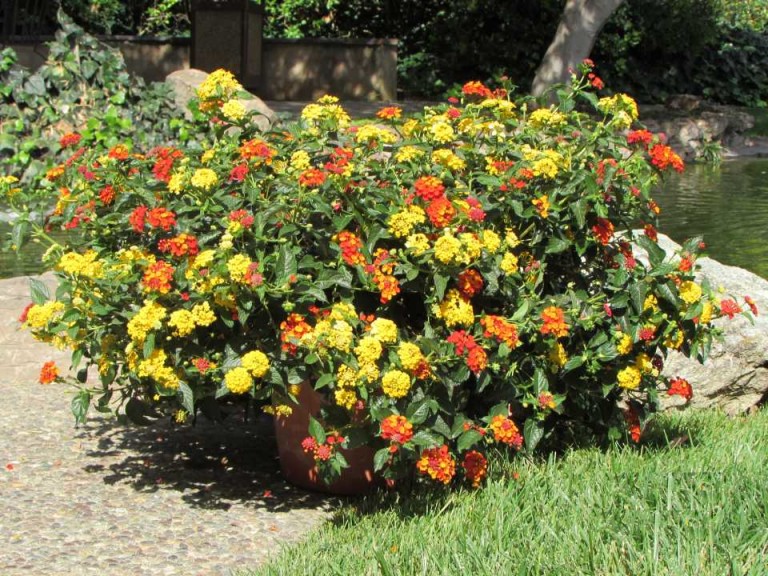 Kwik Kombos I like it HOT, Summer’s Promise and Summer to Remember (Syngenta Flowers) 