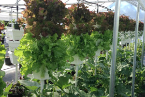 Lela Kelly, Dosatron International, Inc.