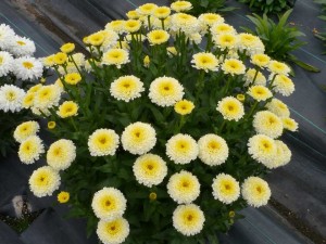 Leucanthemum 'Luna' (Terra Nova Nurseries)