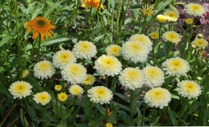 Leucanthemum 'Luna' (Terra Nova Nurseries)