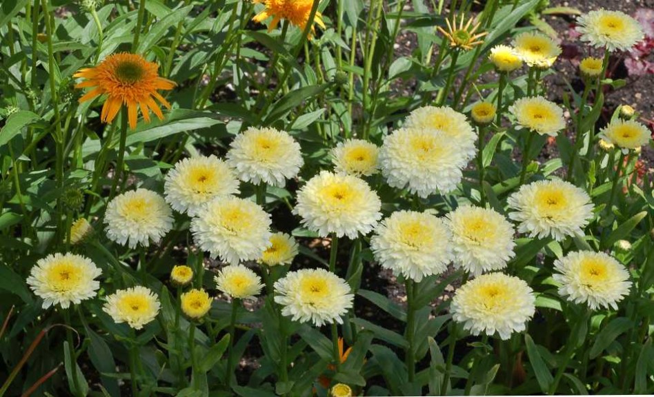 Leucanthemum 'Luna' (Terra Nova Nurseries)