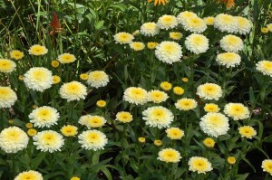 Leucanthemum 'Luna' (Terra Nova Nurseries)