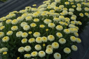 Leucanthemum 'Luna' (Terra Nova Nurseries)