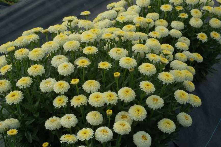 Leucanthemum 'Luna' (Terra Nova Nurseries)