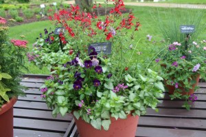 Perennial Combination Containers