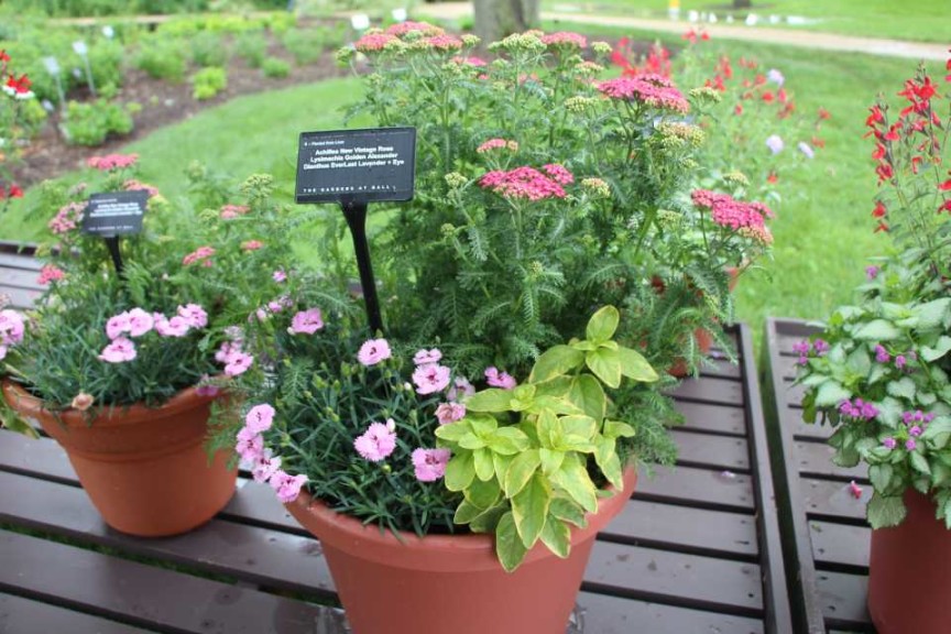 Perennial Combination Containers