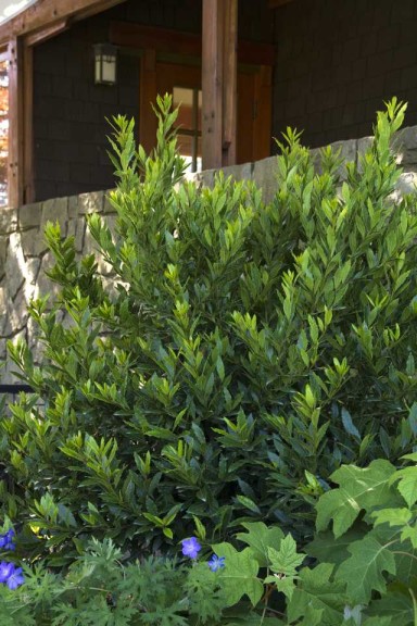 Laurus ‘Little Ragu’ (Monrovia)