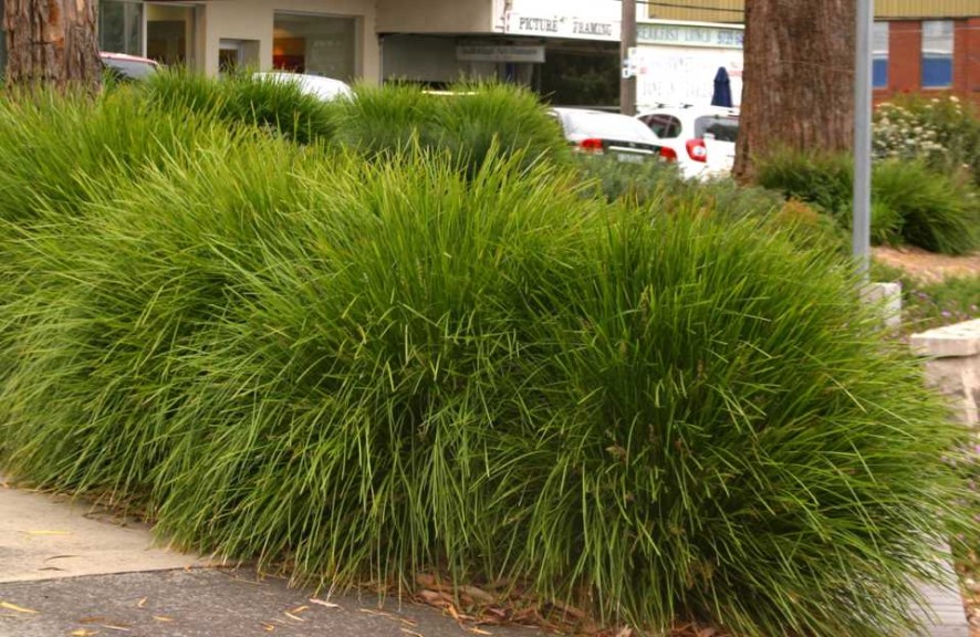 Lomandra ‘Lime Tough’ (Ball Ornamentals)