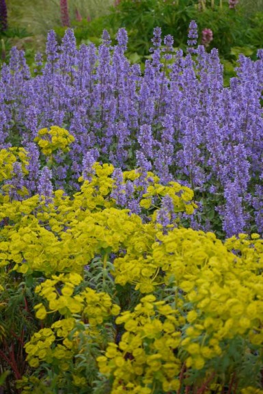 Nepeta grandiflora ‘Summer  Magic’ (Plants Nouveau)