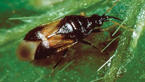 Peace Tree Farm Hosting Biocontrols Event In October