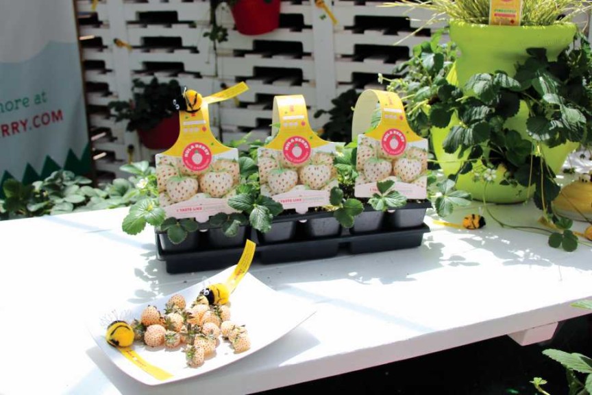 Pacific Plug & Liner