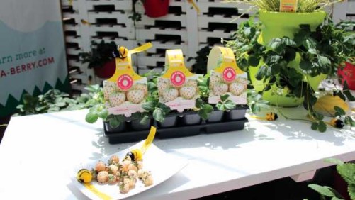 Marketing Ideas You Want To See From 2015 California Spring Trials