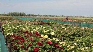 Where Growers Can Sharpen Skills on Cut Peonies