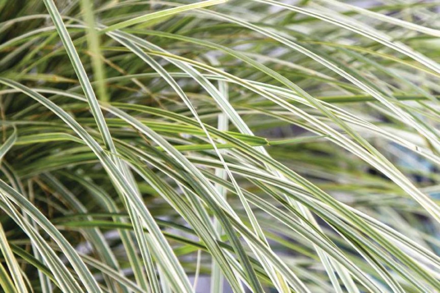 Lomandra longifolia ‘White Sands’  (Plant Development Services -Southern Living Plant Collection/Sunset Western Garden Collection)
