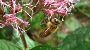 Experts Convene to Discuss How to Protect Bees, Other Pollinators