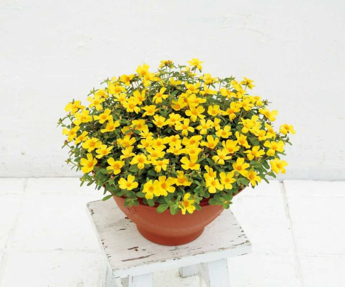 Portulaca ‘SunDome’  (Sakata Seed)