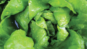 Keeping Your Greenhouse Fruits And Vegetables Safe: Sanitation Food  Safety Best Practices