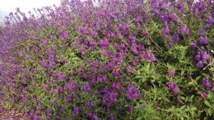 Salvia ‘Arctic Blaze’  (Star Roses and Plants)