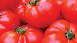 USDA Launches GroupGAP Program For Fruit And Vegetable Growers