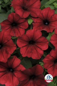 Petunia 'Tidal Wave Red Velour'
