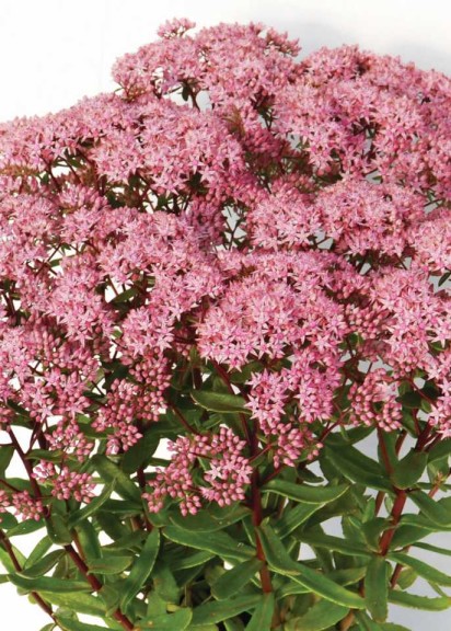 Sedum ‘Sunsparkler Jade Tuffet’ (Emerald Coast Growers)