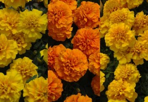 Tagetes patula (French Marigold) Chica Series (Hem Genetics)