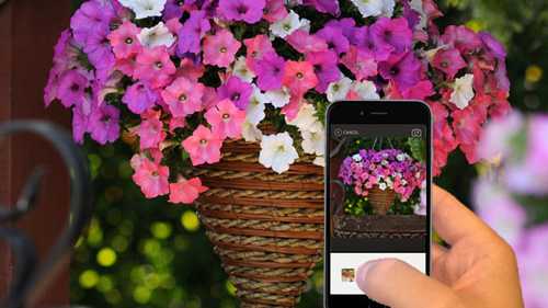 Wave Petunias Sponsors Photo Contest Through GrowIt! Garden Socially App