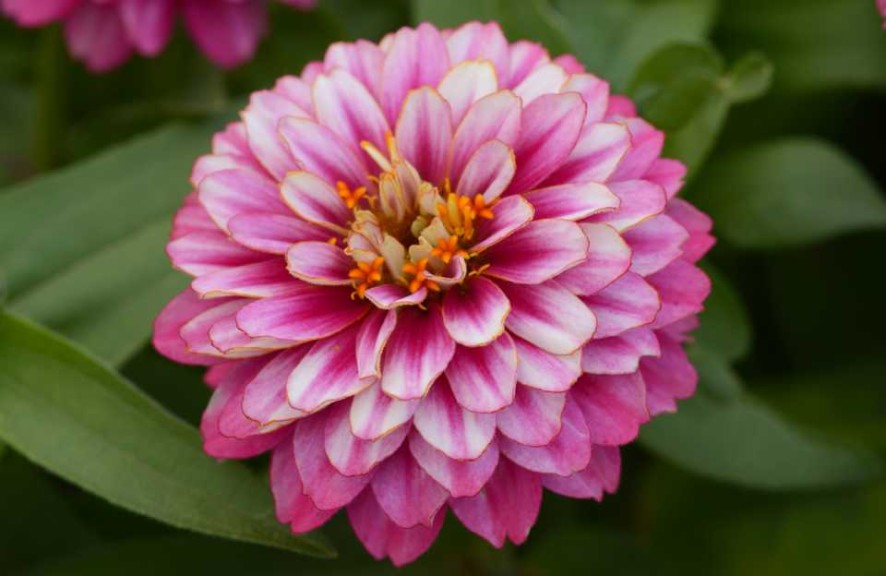 Zinnia ‘UpTown Frosted Strawberry’ (Burpee)