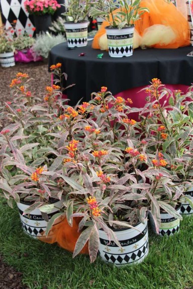 Asclepias 'Monarch Promise' (Hort Couture)