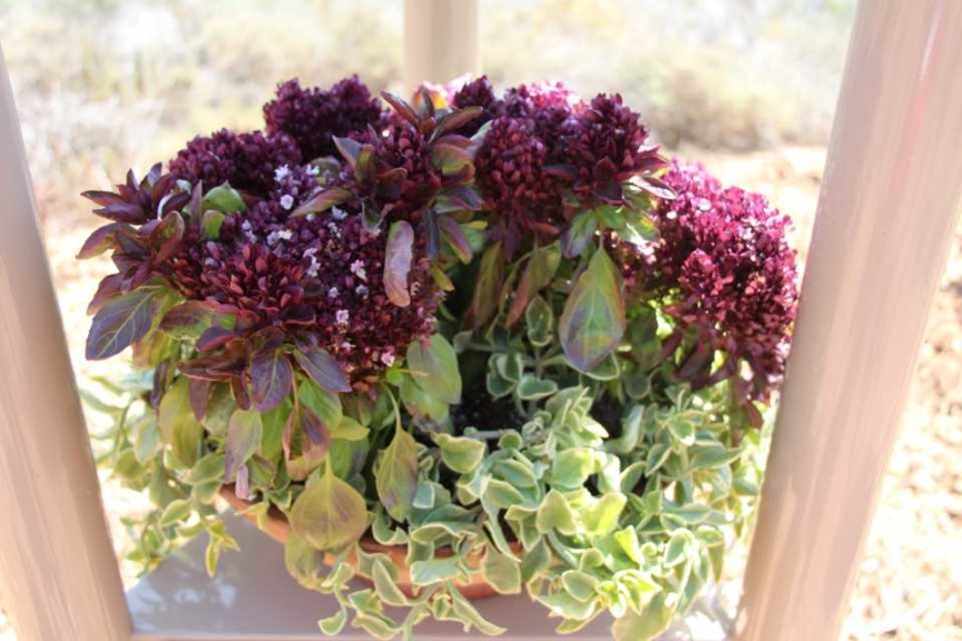 Basil 'Balsamic Blooms' (EuroAmerican Propagators)