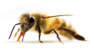 Maryland’s Neonicotinoid Law Goes Into Effect
