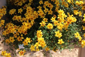 Bidens BeeDance Series (Suntory Flowers)