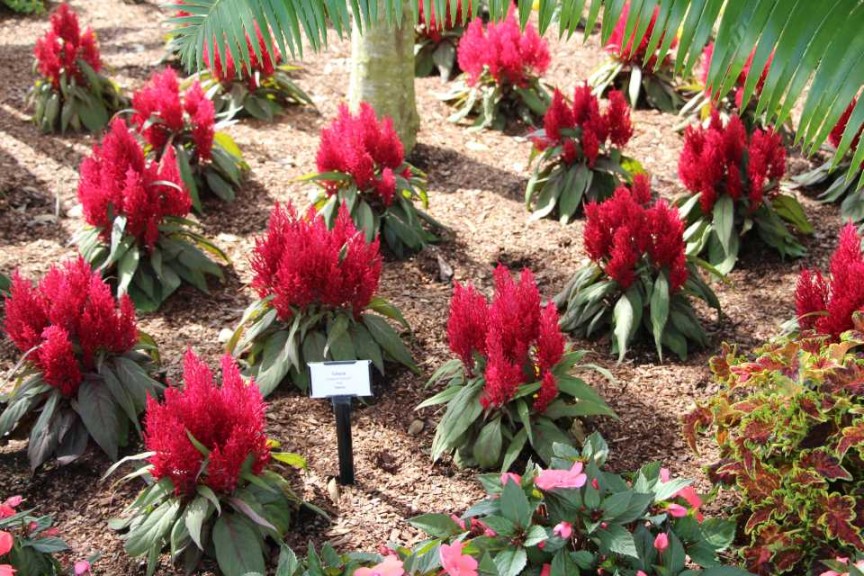 Celosia 'Dragon's Breath' (Sakata Seed)