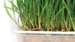 The Latest In Crop Protection