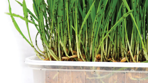 The Latest In Crop Protection