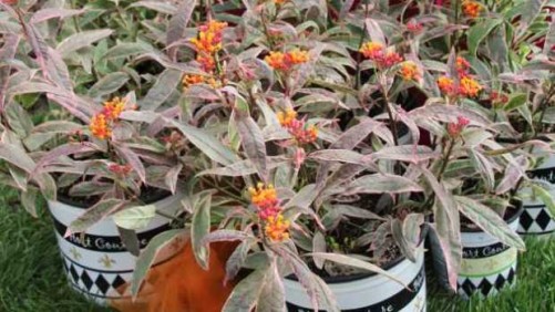 ePlantSource And Hort Couture Partner On Variety Availability