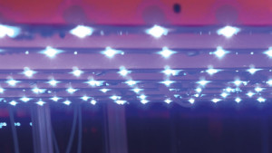 Customizing Crop  Foliage Color With LEDs: Red Leaf Lettuce