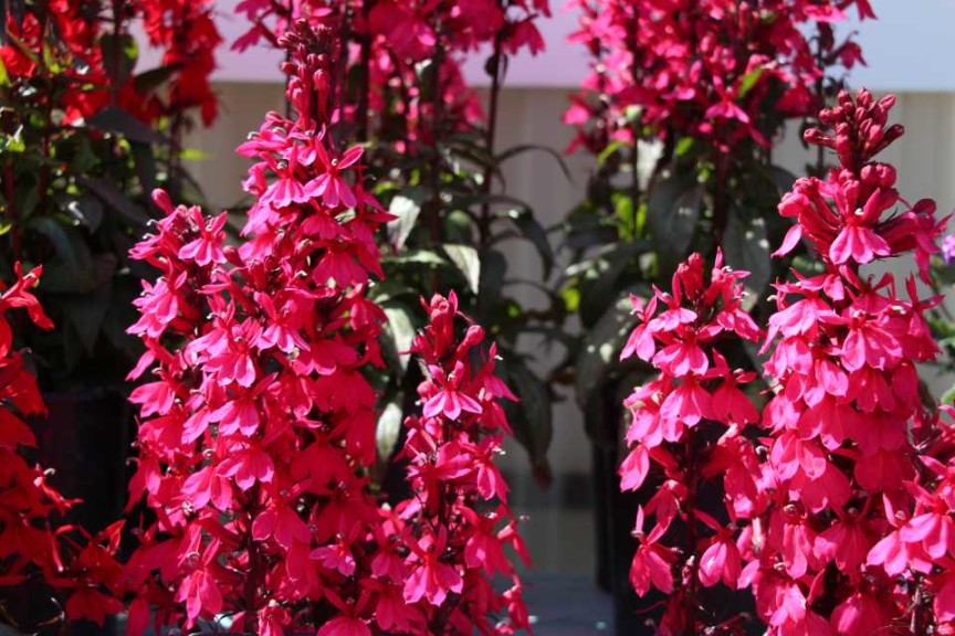 Lobelia 'Starship Deep Rose' (Kieft Seed)