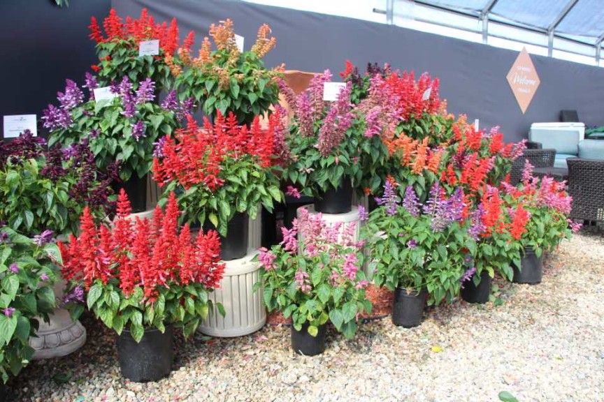 Salvia Grandstand Series (Green Fuse Botanicals)