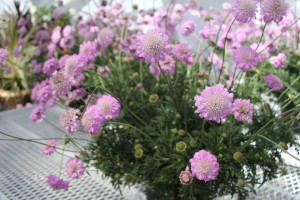 Scabiosa 'Kudo Pink' (Hishtil Nurseries)