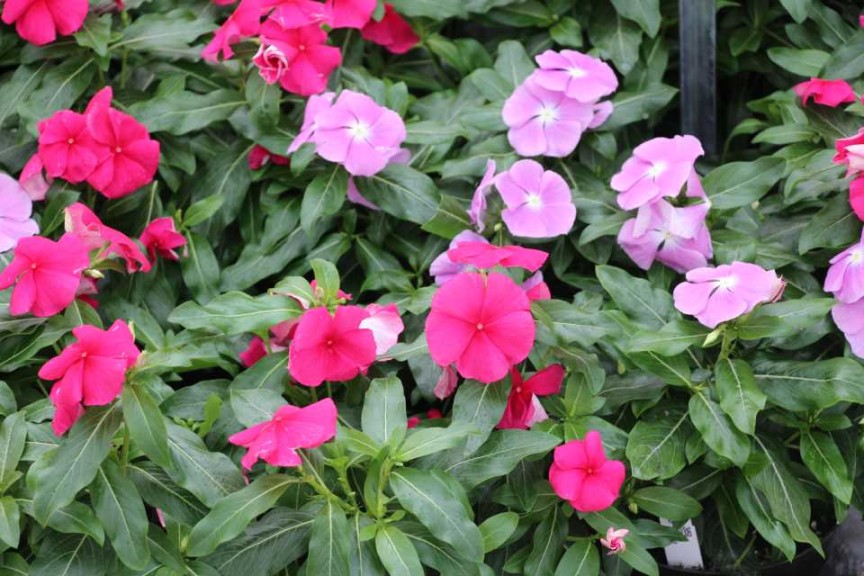 Vinca Valiant Series (PanAmerican Seed)