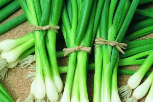 'Bunching Onion Warrior,' AAS 2016 Edible Winner Regional Winner (Mountain/Southwest, Southeast)
