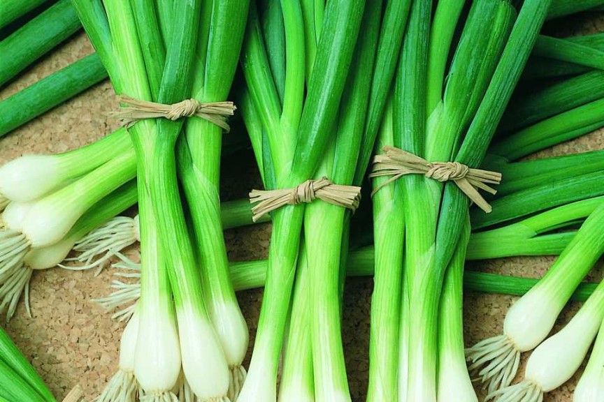 'Bunching Onion Warrior,' AAS 2016 Edible Winner Regional Winner (Mountain/Southwest, Southeast)
