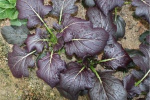 Mizuna 'Red Kingdom' F1, AAS 2016 Edible Winner National Winner