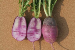 Radish 'Sweet Baby' F1, AAS 2016 Edible Winner Regional Winner (Great Lakes, Southeast)