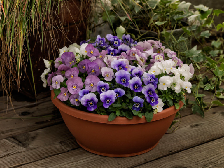 Viola ‘Admire’ (Ernst Benary Of America)